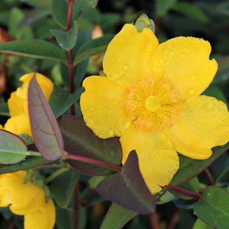 Johanniskraut 'Hidcote'