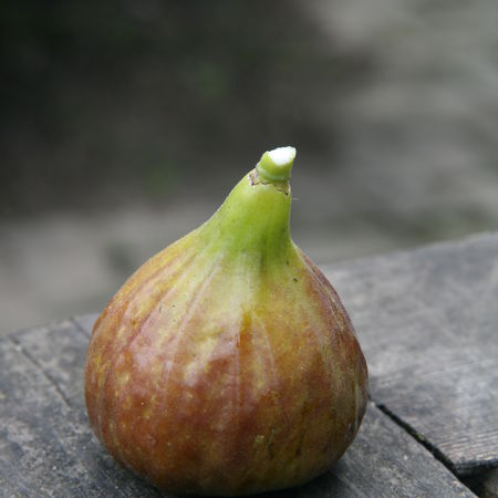 Feigenbaum GustisÂ® Morena