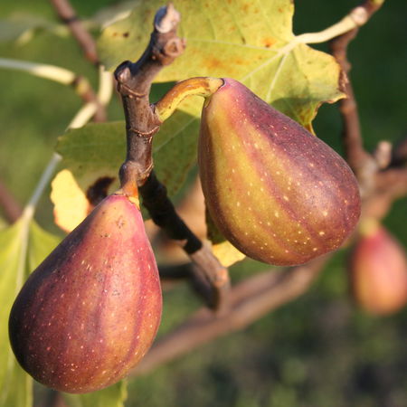 Feigenbaum GustisÂ® TwotimerÂ®