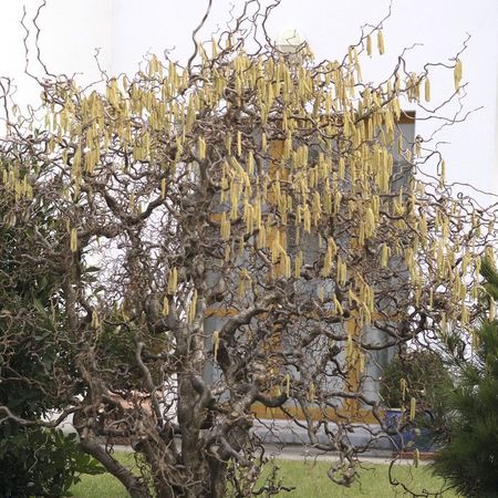 Corylus avellana 'Contorta' 