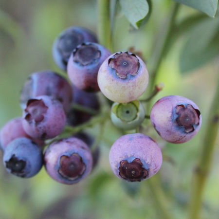 Heidelbeere Rubel