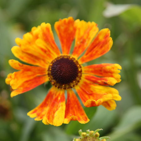Helenium x cultivars 'Waltraut'