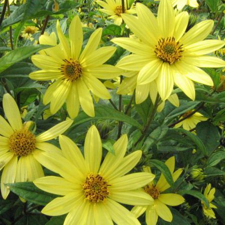 Helianthus Microcephalus-Hybride 'Lemon Queen'