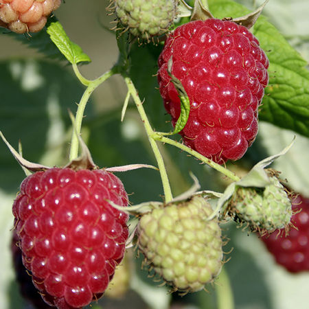 Herbsthimbeere PrimeberryÂ® Autumn BestÂ®