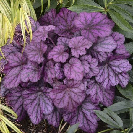 Heuchera x cultorum 'Wild Rose'