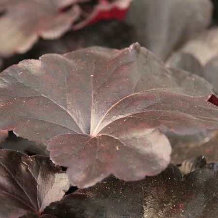 Heuchera x cultorum 'Obsidian' -S-