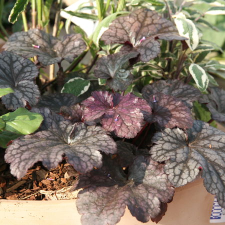 Heuchera x micrantha 'Plum Pudding' (S)