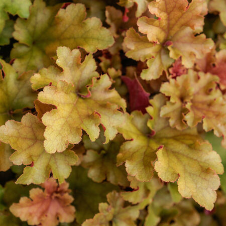 Heuchera villosa 'Marmalade'