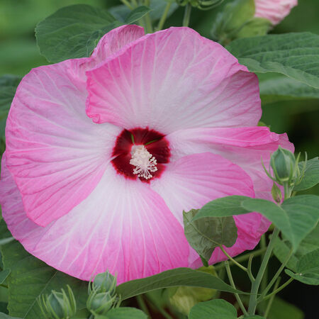 Hibiskus 'Kopper King' (S)