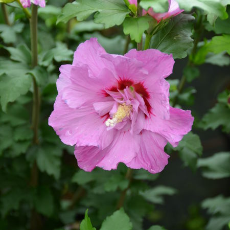 Hibiskus 'Tahiti'Â®
