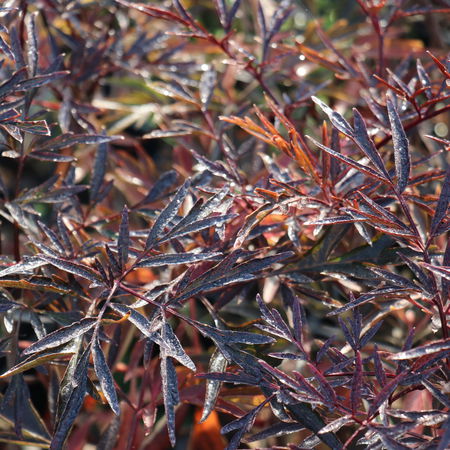 GeschlitztblÃ¤ttriger Holunder 'Black Lace'Â®