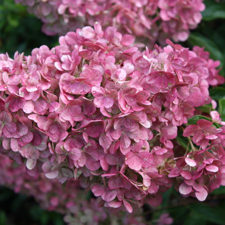 Rispenhortensie 'Vanille Fraise'