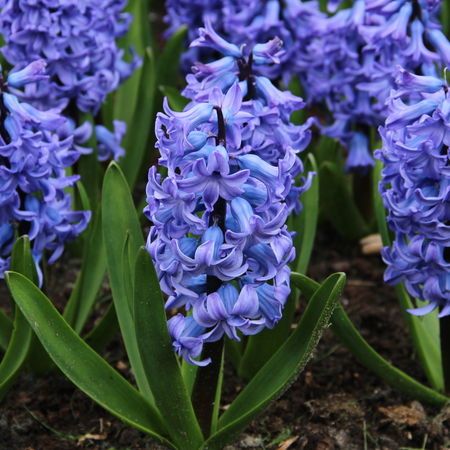 Hyazinthe 'Blue Tango'