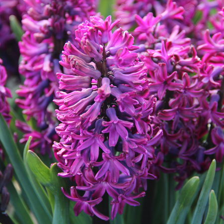 Hyazinthe 'Woodstock'