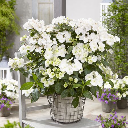Girlanden-Hortensie Runaway BrideÂ® 'Snow White'