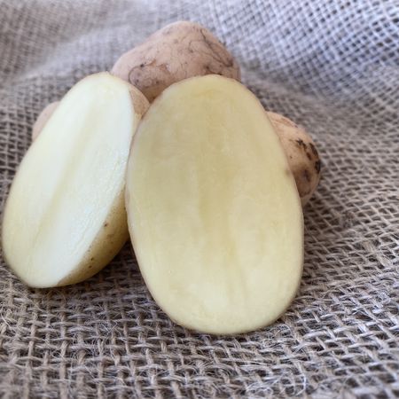 Saatkartoffeln 'Acoustic'