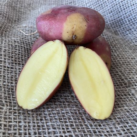 Saatkartoffeln 'Nemo'