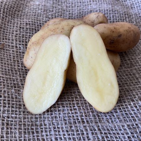 Saatkartoffeln 'La Ratte'