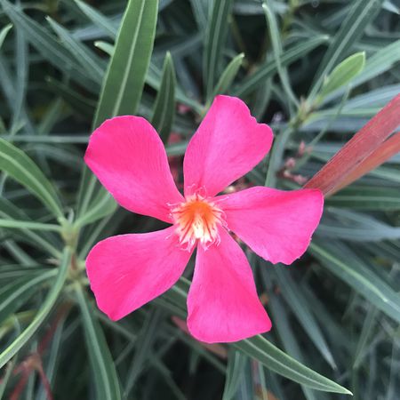 Rosa Oleander 'Margaritha'