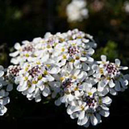 Iberis saxatilis 'FrÃ¼hlingsgruÃ'