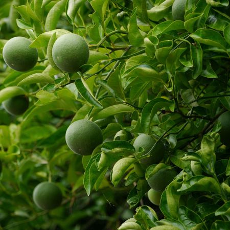 Ichang Papeda, SwitrusÂ® ichangensis