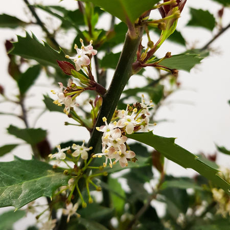 Stechpalme 'Heckenblau'Â®