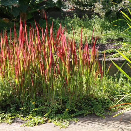 Imperata cylindrica 'Red Baron'