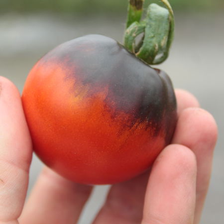 Tomate, Heirloom-Tomate 'Indigo Blueberry'