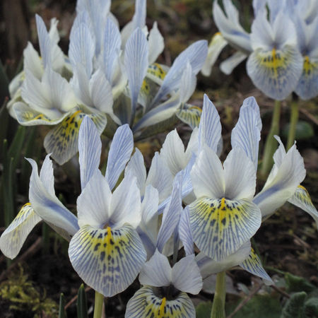 Zwergiris 'Katharine Hodgkin'