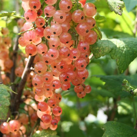 Johannisbeere Rosa SportÂ®