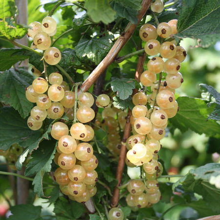Johannisbeeren Hochstamm RibestÂ® BlanchetteÂ®