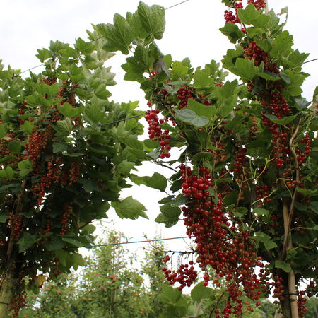 Johannisbeeren Hochstamm RibestÂ® LisetteÂ®