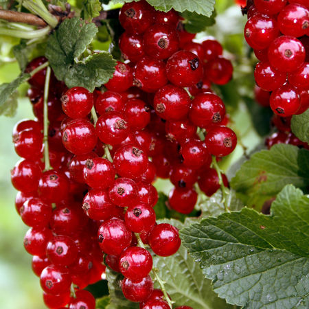 Johannisbeeren Hochstamm RibestÂ® VioletteÂ®