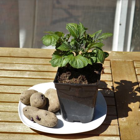 Kartoffelpflanze 'Blaue St. Galler'