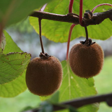 Kiwi Hayward