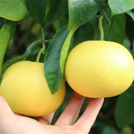 Klassische Grapefruit 'Marsh Seedless'