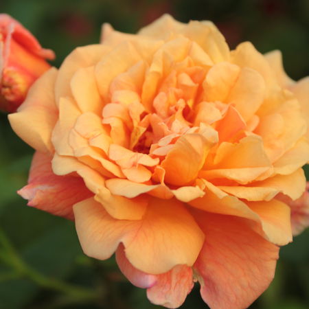 Kletterrose 'AlohaÂ®'