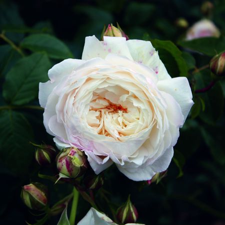 Rose 'Claire AustinÂ®'