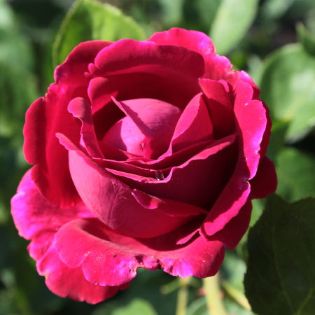 Kletterrose FalstaffÂ® 