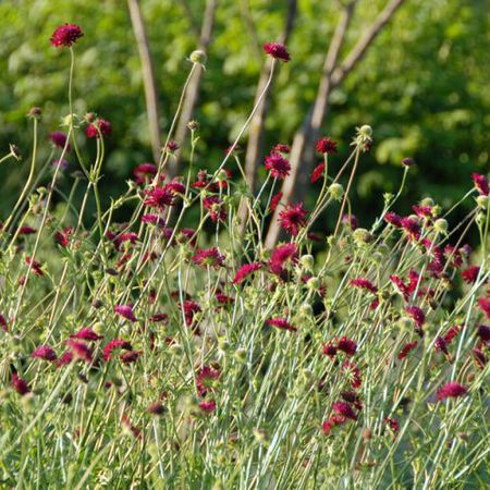 Knautia macedonica 'Mars Midget'
