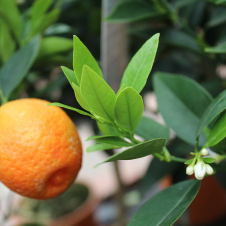 Zitrus 'Kucle'