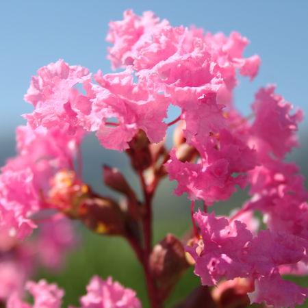 Lagerstroemia 'Petite Pink'