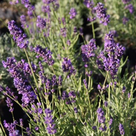 Lavendel, Echter Lavendel 'Essence Purple' 
