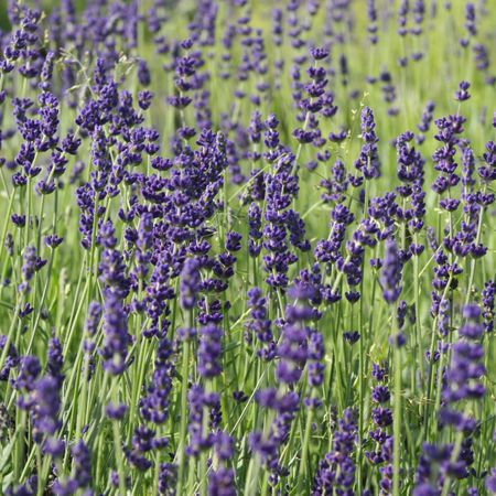 Lavendel 'Hidcote Blue'