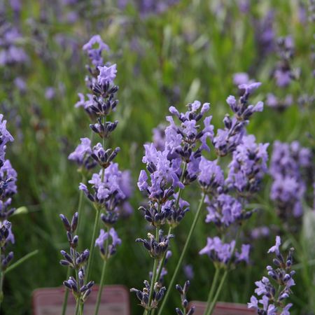 Lavendel 'Munstead' 