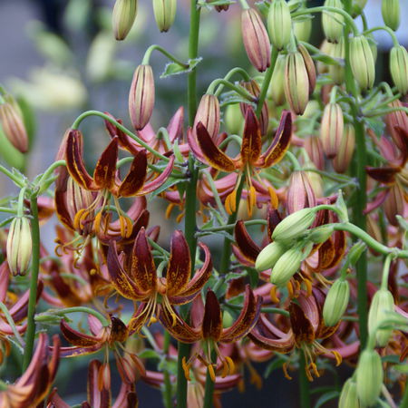 TÃ¼rkenbundlilie 'Arabian Knight'