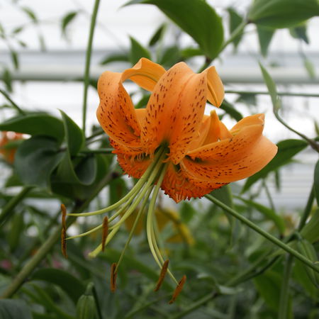 TÃ¼rkenbundlilie Lilium henryi