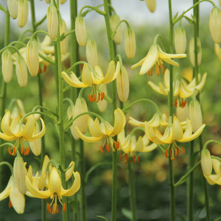 TÃ¼rkenbundlilie 'Golden Morning'