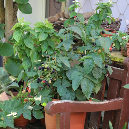 LowberryÂ® Brombeere Little Black PrinceÂ®