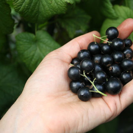 LowberryÂ® Little Black Sugar